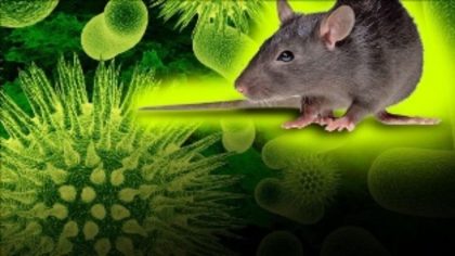 hantavirus1