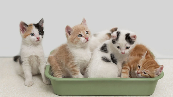 Kittens sitting in cat toilet